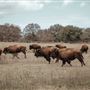 Roam Ranch