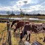 The Rustoration Ranch