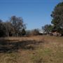 Rural Farm - Two House Property