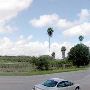 Palm Tree Groves