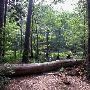 Martin Dies, Jr. State Park
