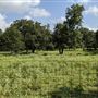 Rural Farm - Two House Property