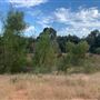 Rose Ranch