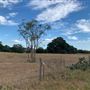 Rose Ranch