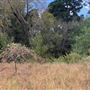 Rose Ranch