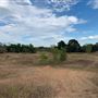 Rose Ranch