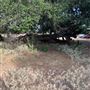 Rose Ranch