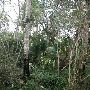 Sabal Palm Sanctuary
