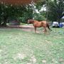 Davis Ranch
