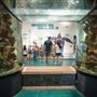 Sea Turtle Inc