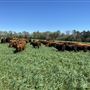 Shirttail Creek Farm