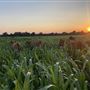 Shirttail Creek Farm
