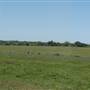 Alpha Omega Longhorn Ranch