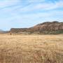 CF Ranch