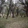 Cedars on the Brazos Bed & Breakfast