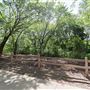 Dr. Robert Cluck Linear Park