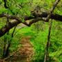 The Molly Hollar Wildscape