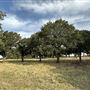 Fairlea Longhorn Ranch