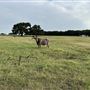 Fairlea Longhorn Ranch