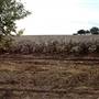 Fields on Hwy 385