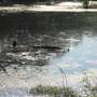 Mineola Nature Preserve