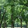Pecan Acres Park