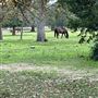 HorseLink Farm