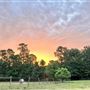 Pine Acres Farm