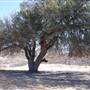 Cibolo Creek Ranch