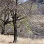 Cibolo Creek Ranch