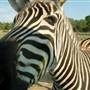 Natural Bridge Wildlife Ranch