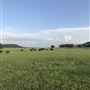 Thistle Ridge Farms