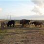 Alpha Omega Longhorn Ranch