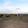 Alpha Omega Longhorn Ranch