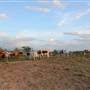 Alpha Omega Longhorn Ranch