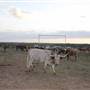 Alpha Omega Longhorn Ranch