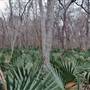 Palmetto State Park