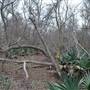 Palmetto State Park