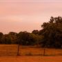 The Oaks of Anahuac