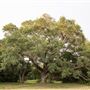 The Oaks of Anahuac