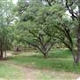 McAllister Park