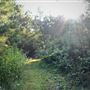 The Oaks of Anahuac