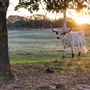Legacy Longhorn Ranch