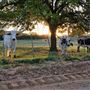 Legacy Longhorn Ranch