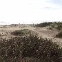 Boca Chica Beach & Dunes