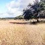 Storm Ranch