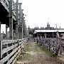 Stockyards Station - Cowtown Cattlepen Maze