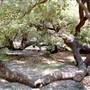 San Pedro Springs Park