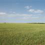 Wheat Field on SH114