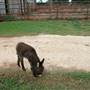 Old Glory Ranch